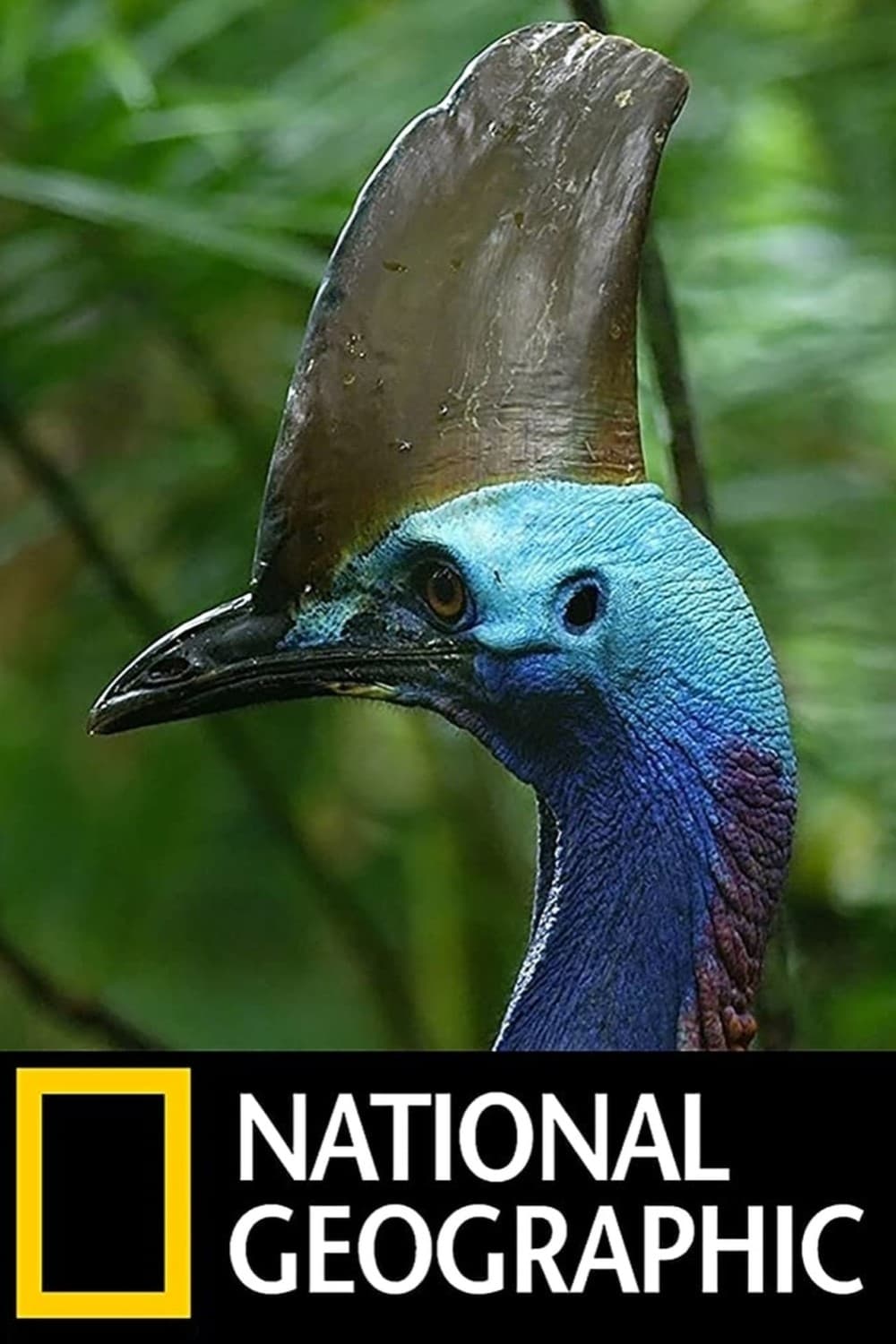 دایناسور پرنده (Dino Bird)